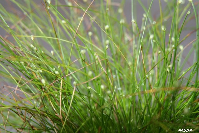 Isolepis cernua